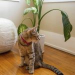 Common Household Plants That Are Toxic to Dogs and Cats