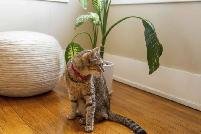 Common Household Plants That Are Toxic to Dogs and Cats