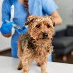Core vs. Non-Core Dog Vaccines Which Shots Does Your Dog Actually Need