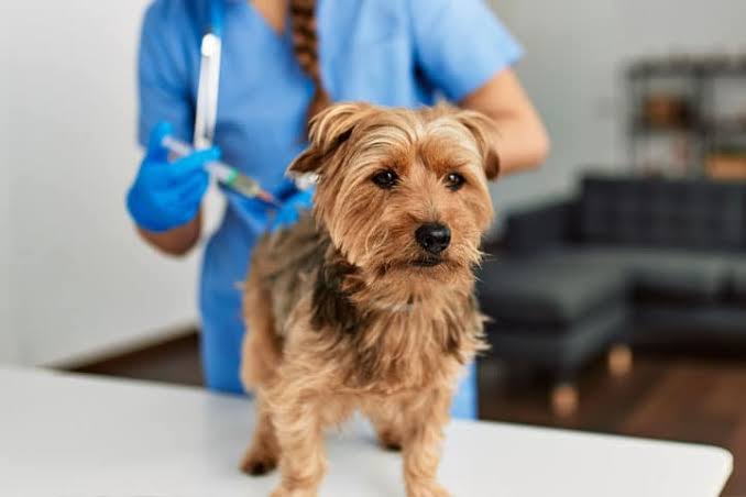 Core vs. Non-Core Dog Vaccines Which Shots Does Your Dog Actually Need