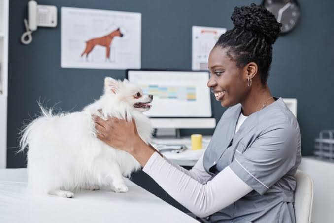 Dog Wellness Exams What Vets Check and How Often You Really Need One