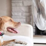 Heatstroke in Dogs Warning Signs, First Aid Steps, and Prevention