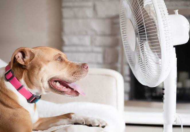 Heatstroke in Dogs Warning Signs, First Aid Steps, and Prevention