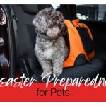 How to Build a Pet Emergency Plan Before a Natural Disaster