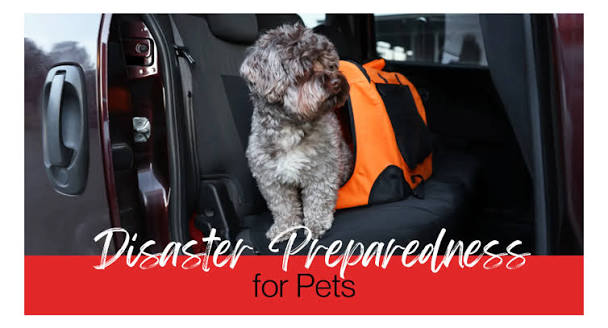 How to Build a Pet Emergency Plan Before a Natural Disaster
