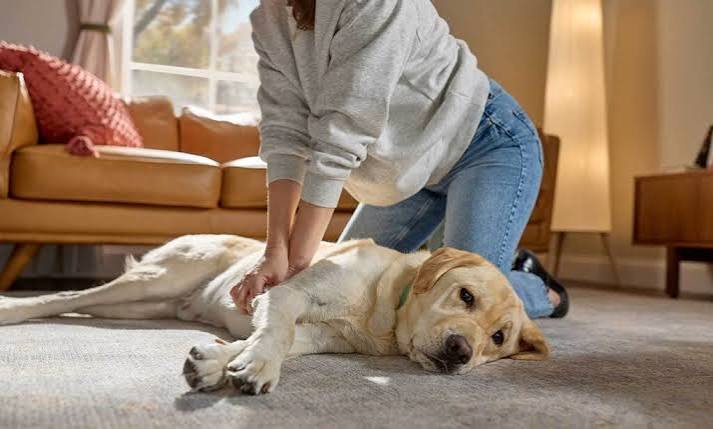 How to Perform CPR on a Dog Step-by-Step Guide for Pet Owners