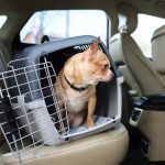 Pet Emergency Preparedness The Complete Guide for When Your Pet Needs Help Fast