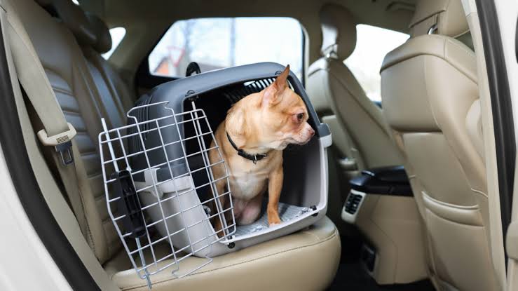 Pet Emergency Preparedness The Complete Guide for When Your Pet Needs Help Fast