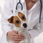 Pet Insurance With Wellness Add-Ons The Best Plans Compared