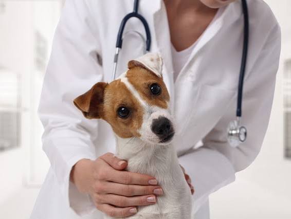Pet Insurance With Wellness Add-Ons The Best Plans Compared