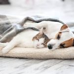 Pet Safety at Home & Outdoors — The Complete Guide