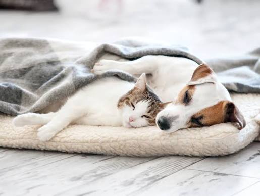 Pet Safety at Home & Outdoors — The Complete Guide