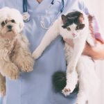 Pet Wellness & Preventive Care — The Complete Guide
