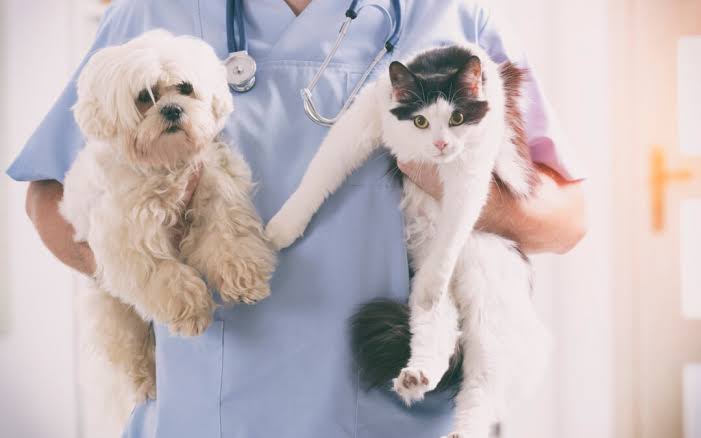 Pet Wellness & Preventive Care — The Complete Guide