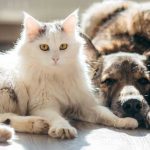 What Does Pet Insurance Actually Cover A Plain-English Breakdown