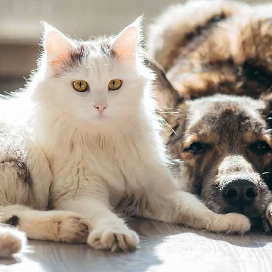 What Does Pet Insurance Actually Cover A Plain-English Breakdown