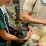 What Is an Emergency Vet and When Should You Use One Instead of Your Regular Vet