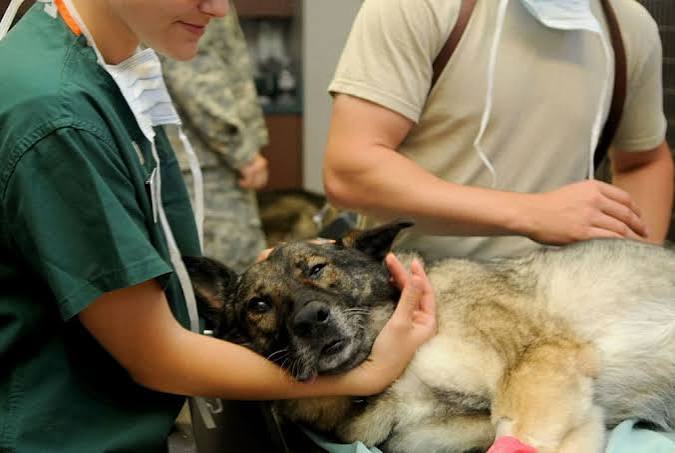 What Is an Emergency Vet and When Should You Use One Instead of Your Regular Vet